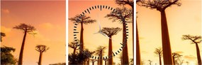 Obraz - Západ slnka v uličke Baobab (s hodinami) (90x30 cm)