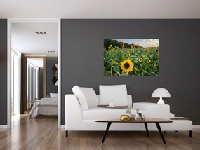 Obraz - Slnečnicové pole II. (90x60 cm)