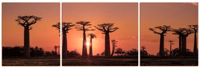 Obraz na plátne - Baobaby pri západe Slnka - panoráma... 505FC (90x30 cm)