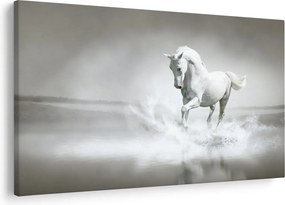 Obraz - Biely kôň (90x60 cm)