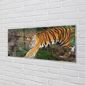 Obraz na akrylátovom skle Tiger woods 120x60 cm