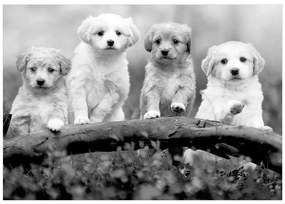 Artgeist Fototapeta - Four Puppies Veľkosť: 245x175, Verzia: Samolepiaca