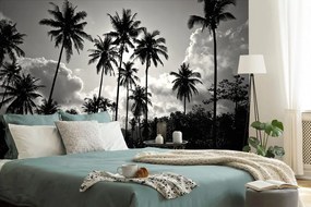 Tapeta kokosové palmy v žiare slnka v čiernobielom prevedení