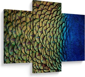 Obraz - Pávie perie (90x60 cm)