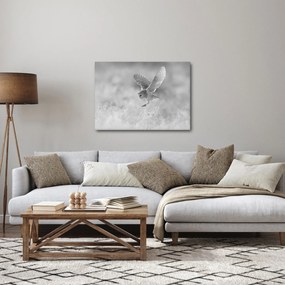 Obraz - Sova, čiernobiela (70x50 cm)