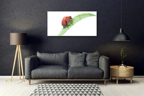 Skleneny obraz Lienka list príroda 140x70 cm