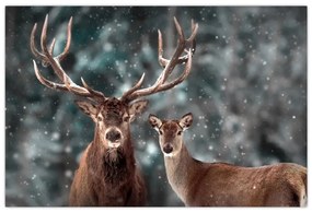 Obraz - Jeleň a laň v zasneženom lese (90x60 cm)