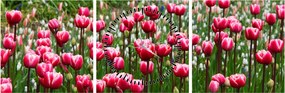 Obraz tulipánov (s hodinami) (90x30 cm)