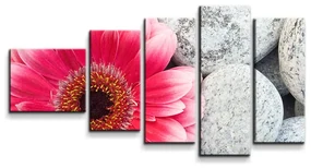 Sablio Obraz - 5-dílný Gerbera na kameňoch - 100x60 cm