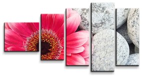 Sablio Obraz - 5-dílný Gerbera na kameňoch - 100x60 cm