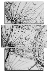 Obraz na plátne - Púpava s kvapkami vody - obdĺžnik 7203QC (90x60 cm)