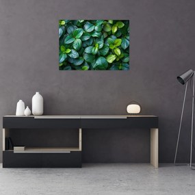 Sklenený obraz - Zelené rastliny (70x50 cm)