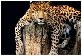 Obraz - Gepard (90x60 cm)