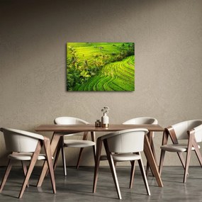Obraz - Ryžové terasy (70x50 cm)