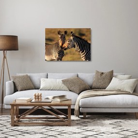 Sklenený obraz - Dve zebry (70x50 cm)