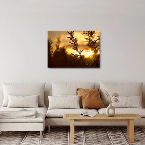 Sklenený obraz - Slnko zapadajúce za stromami (70x50 cm)