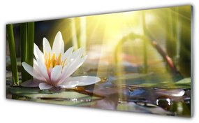 Obraz plexi Vodné lilie slnko rybník 125x50 cm