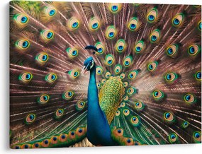 Obraz - Páv (70x50 cm)