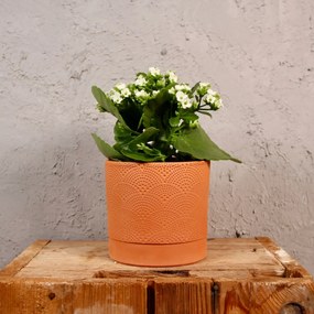 Kalanchoe Grandiva biele