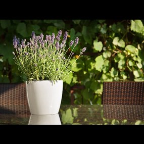 KRYT – KVETINÁČ MAGNOLIA 300 MM KRÉMOVÝ *2066*