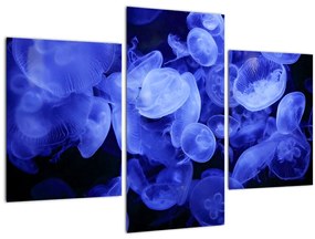 Obraz - Medúzy (90x60 cm)