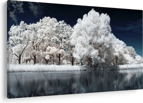 Obraz - Snehobiele stromy (90x60 cm)