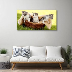 Obraz Canvas Mačky zvieratá 140x70 cm