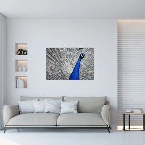 Obraz - modrý páv (90x60 cm)
