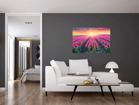 Obraz poľa tulipánov so slnkom (90x60 cm)