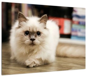 Sklenený obraz bielej mačky (70x50 cm)