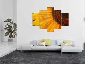 Obraz - Slnečnica (150x105 cm)