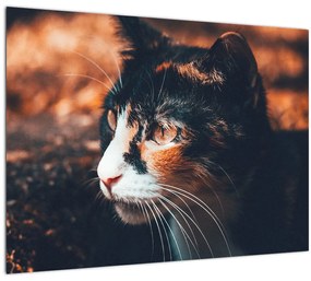 Sklenený obraz - Pohľad mačky (70x50 cm)