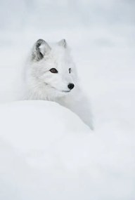 Fotografia An arctic fox in the snow., Andy Astbury, (26.7 x 40 cm)