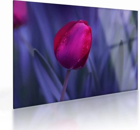 Sklenený obraz pupete tulipánu (70x50 cm)