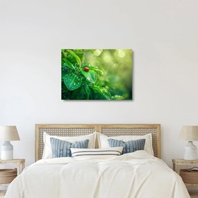 Sklenený obraz - Lienka (70x50 cm)