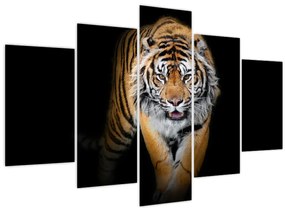 Obraz - Tiger (150x105 cm)