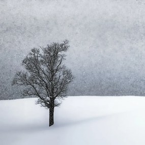 Fotografia LONELY TREE Idyllic Winterlandscape, Melanie Viola