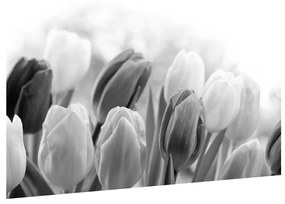 Čiernobiely obraz pučiacich tulipánov (90x60 cm)