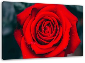 Gario Obraz na plátne Krásna červená ruža Rozmery: 60 x 40 cm