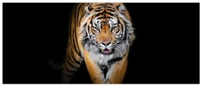 Obraz - Tiger (120x50 cm)