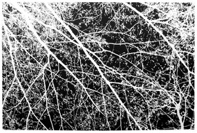 Tutumi, plyšový koberec Nature 4D vzor: biele stromy 200x300 cm, SHG-09014