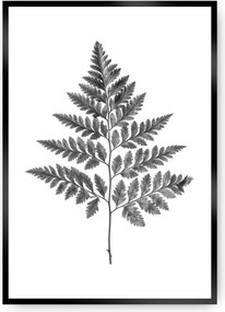 Plagát Fern Grey