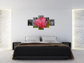 Obraz červeného tulipánu na čiernobielom pozadí