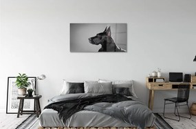 Sklenený obraz Čierny pes 125x50 cm