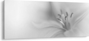 Obraz - Jemná ľalia (120x50 cm)