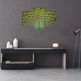 Obraz - Páv (90x60 cm)