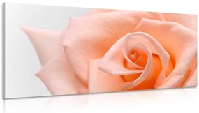 Obraz broskyňová ruža - 120x60