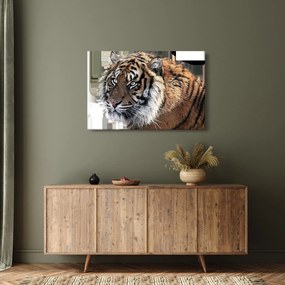 Obraz tigra (90x60 cm)