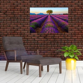 Obraz - Levanduľové pole (90x60 cm)