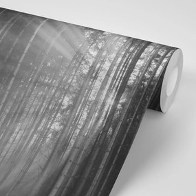 Fototapeta slnko za stromami v čiernobielom - 150x100